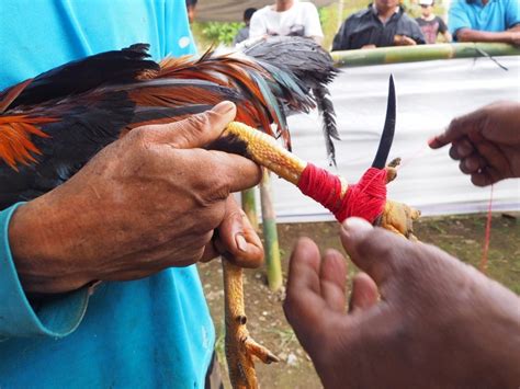 rooster gaffs|The Role of the Gaffer in Cockfighting .